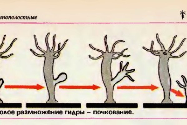 Кракен zerkalo pw